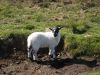 scotland09_044.jpg