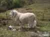scotland09_056.jpg